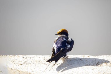 A Collared Swallow perched on a surface of the African savannah, these birds live in Africa and Asia.
