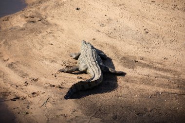 Big African crocodile on the banks of a river in the South African African savannah, this carnivorous reptile makes the African rivers and lakes very dangerous.