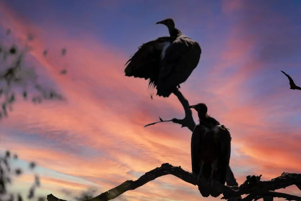 Nice silhouette of African white-backed vultures in a tree of the African savannah under an orange sky, from where these carrion-eating and carnivorous birds are on the lookout for kills.