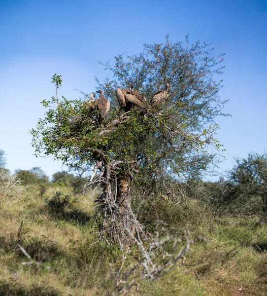 African white-backed vultures in a tree in the African savannah, from where they observe the movements of predators to eat the remains of animals as they are scavengers.