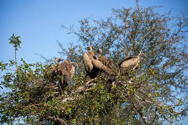 African white-backed vultures in a tree-top nest in the African savannah, from where they observe the movements of predators to eat the remains of animals as scavengers.