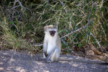 The green cercopithecus or vervet, commonly called tumbili, is a monkey that lives in the trees of the African savannah of the Kruger National Park in South Africa, it is easy to see in the trees.