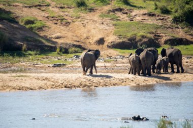 Community of African elephants in the African savannah at the edge of a lake to cool off with water.