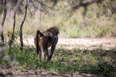 The Papio is a genus of catarrhine primates of the family Cercopithecidae, commonly known as baboons or baboons, this type of monkeys inhabit the African savannah where they live wildly.
