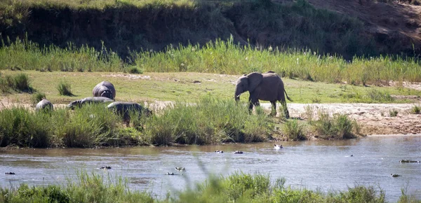 Panoramic View Lake African Savannah Hippos African Elephants Shore Lake —  Fotos de Stock