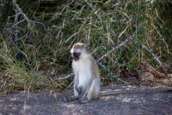 Cercopithecus Green Vervet Also Called Tumbili Monkey Lives African Savannah — Stockfoto