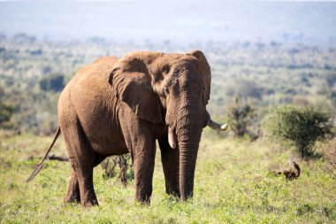 Big specimen of an adult male African elephant in the dense African savannah of South Africa, with a huge trunk and big ivory tusks.