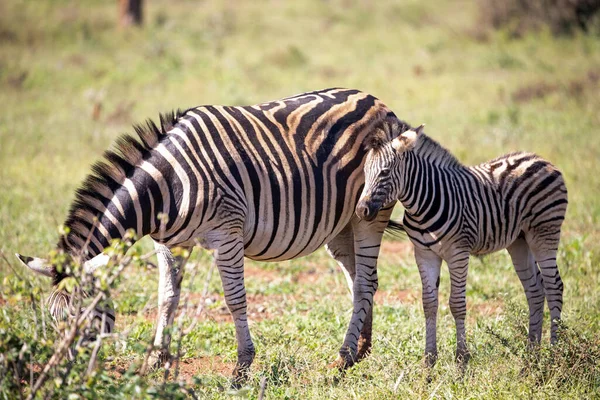 Zebra Calf Watching Its Mother Eating African Savannah South Africa — Stockfoto