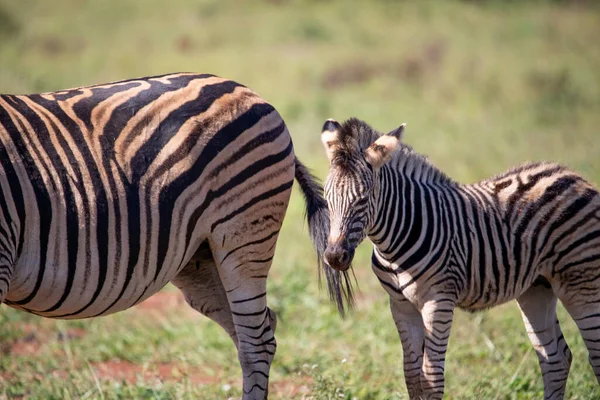 Zebra Cubs Mother While Enjoying African Savannah South Africa Herbivorous — Stockfoto