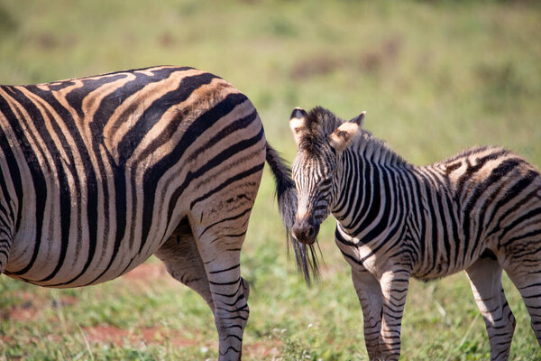 Zebra cubs following their mother while enjoying the African savannah of South Africa, these herbivorous animals are often seen on wildlife safaris.