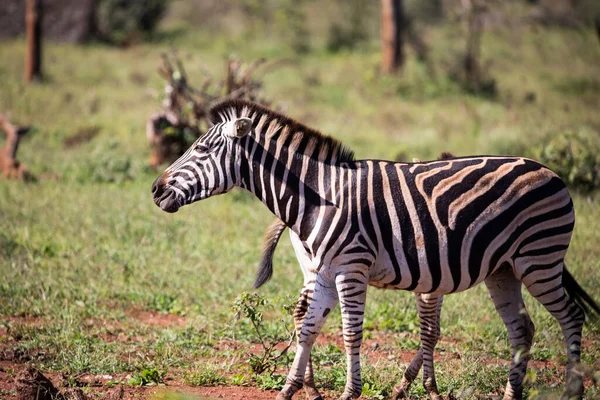Portrait Zebra Enjoying African Savannah South Africa Herbivorous Animals Very — Stok fotoğraf