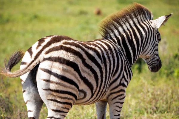 Beautiful Adult Zebra Specimen African Savannah South Africa Herbivorous Animals — Stock Fotó