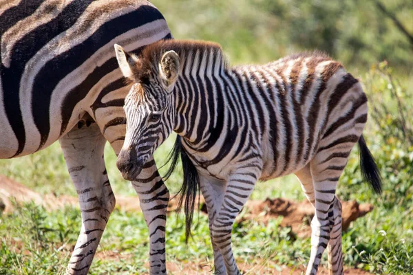 Beautiful Zebra Cub Walking African Savannah South Africa Herbivorous Animals — Stockfoto