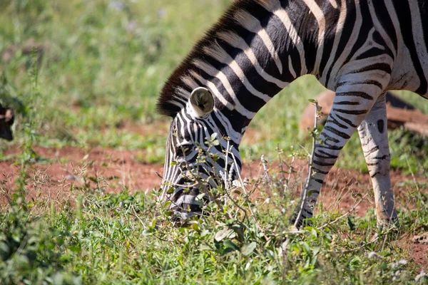 Adult Zebra Eating Grass African Savannah South Africa Herbivorous Animals — Stockfoto