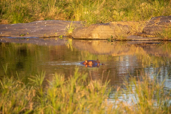 Hipopótamo Sumergido Lago Sabana Africana Donde Está Protegido Del Calor —  Fotos de Stock