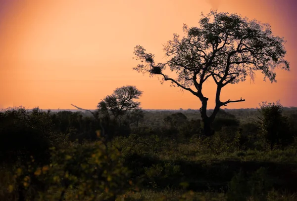 Hermoso Paisaje Una Puesta Sol Sabana Africana Sudáfrica Con Cielo —  Fotos de Stock