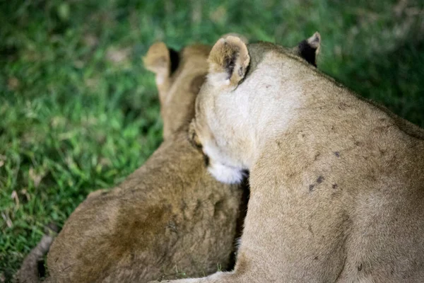 Lions Lying Dense Grass African Savannah Night Animals Great African — Stock Photo, Image