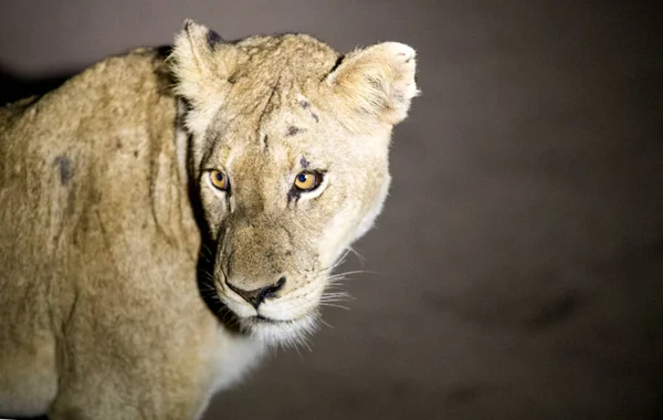 Lev Sleduje Safari Noci Africké Savany Toto Zvíře Velký Africký — Stock fotografie