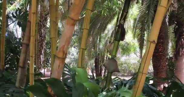 Bunga Dan Tanaman Taman Majorelle Yang Merupakan Taman Botani Marrakech — Stok Video