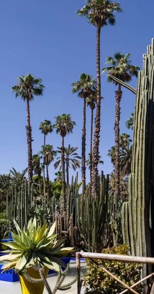 Palm Trees Famous Botanical Garden Marrakech Known Majorelle Garden Morocco — Stock Photo, Image