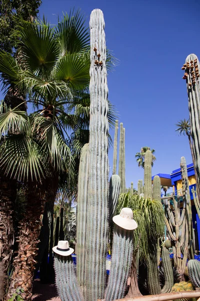 Famous Botanical Garden Marrakech Two Hats Known Majorelle Garden Morocco — Stock Photo, Image