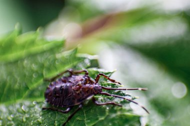 Böceklerin makro fotoğrafçılığı