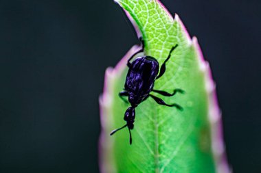 Böceklerin makro fotoğrafçılığı