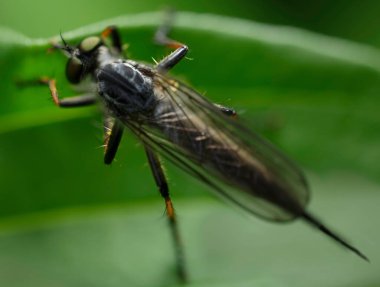 Böceklerin makro fotoğrafçılığı