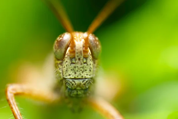 Macro Fotografía Insectos —  Fotos de Stock