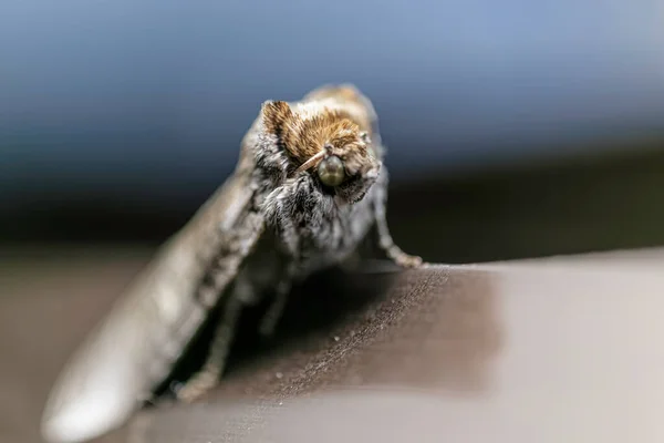 昆虫宏观摄影 — 图库照片