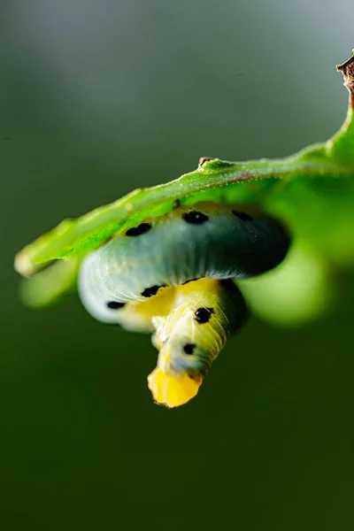 Macro Photography Larvae — Stock Photo, Image