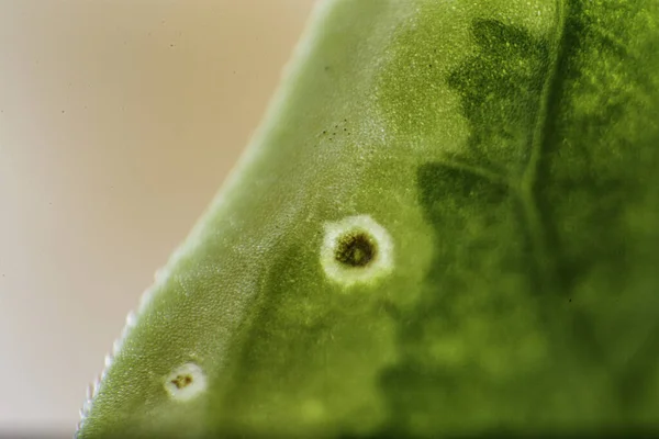 Closeup Fresh Plant — Stockfoto
