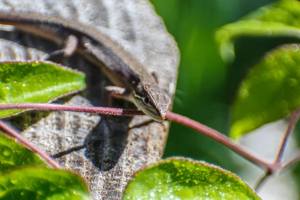 Closeup Common Lizard Lying Stump — Stock fotografie