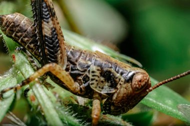 Sanayi fabrikası, duman ve boruları olan fabrika.