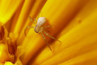 Makro fotoğraf, sarı çiçekli örümcek.