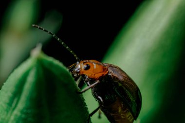 Bir böceğe yakın çekim
