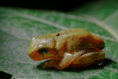 Yeşil arka planda bir kurbağanın yakın çekimi