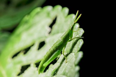 Böceğe yakın çekim, doğa konsepti