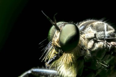 Bahçedeki bir mezhebin yakınına.