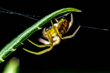 Doğadaki hatanın yakın görüntüsü