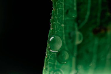 Yeşil su damlası, Makro fotoğraf, soyut arkaplan.