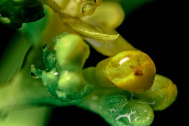 Siyah arkaplanda yeşil bitki