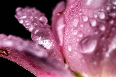 Macro shot of beautiful pink roses with dew drops