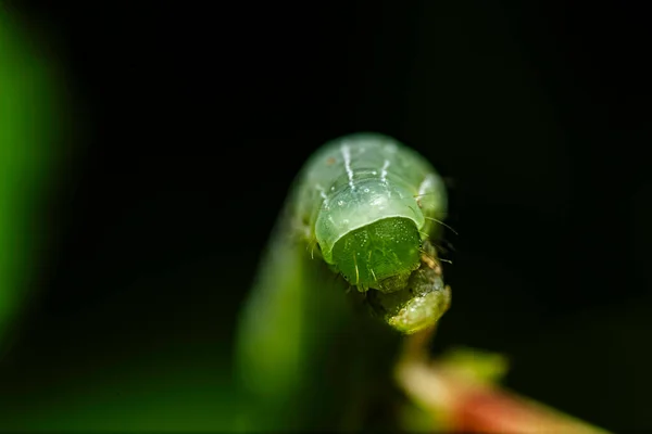 Closeup Larva Wild Nature — Foto Stock