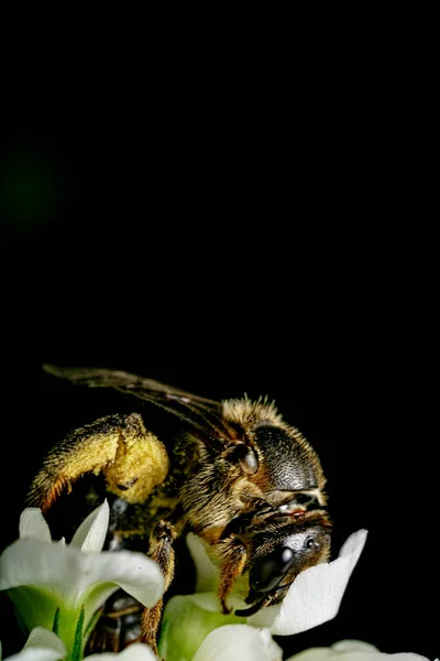Bumblebee on a black flower.