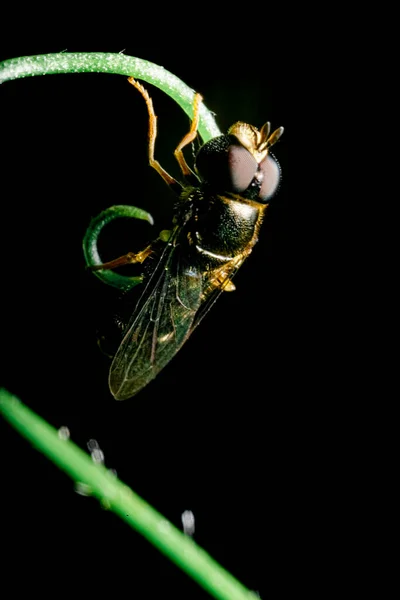 Fábrica Industrial Planta Com Fumaça Tubos — Fotografia de Stock