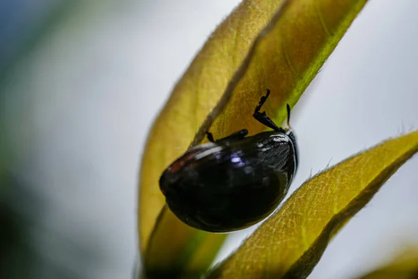 Macro Photography Black Beetle Leaf — Fotografie, imagine de stoc