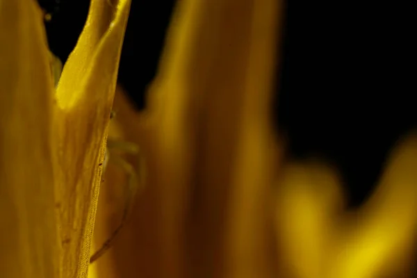 Spider Hidden Yellow Flower — Φωτογραφία Αρχείου