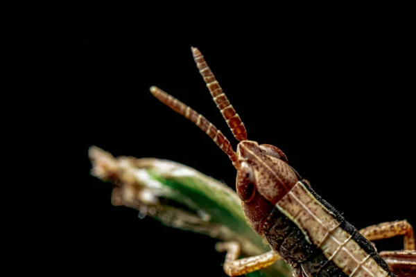 Grasshopper Black Background — Stock Photo, Image