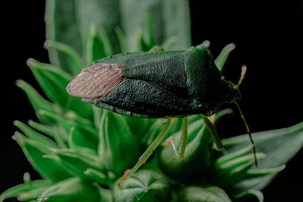 Visão Macro Inseto — Fotografia de Stock